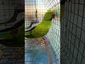 talking parrot 🦜 #follow #talkingparot #cutebird #birds #cuteparrot #parrotlover #parrot #mithhu