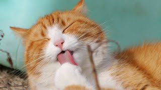Exclusive Can Cats Eat Bacon?🐾🐱🐱 Details