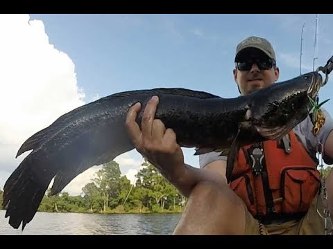 how-to-fish-for-snakeheads-at-blackwater