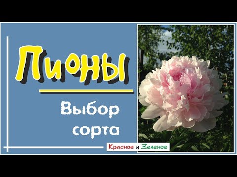 Пионы. Как не делать ошибок при выборе сорта.