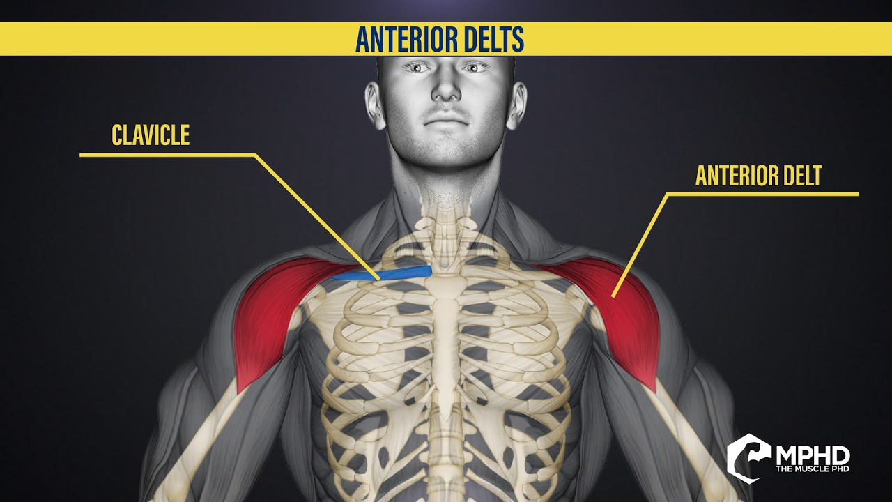 Brains to Gains - How to Target the Anterior Delts