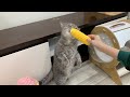初めてトウモロコシを食べるおもしろ猫たち！おいしすぎて2本足で立っちゃう 🌽🐾