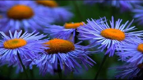 A. Vivaldi: Op. 11 n. 1 - Concerto for violin, strings & b.c. in D major (RV 207) / I Musici di Roma