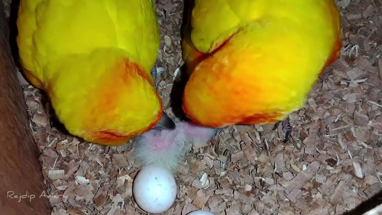Sun Conure Breeding Progress 🐥🦜 || Rajdip Aviary 🦜
