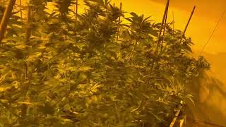 Harvest Time