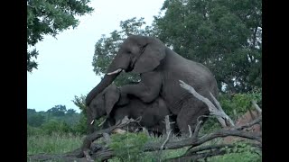 Mating elephants. WildEarth 22 January 2020