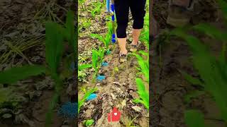 Precision Fertilizer Tool 🌱 - Control Dosage, No Waste 📏