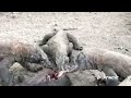 Four Komodo Dragons Consume One Wild Boar 😱😱😱