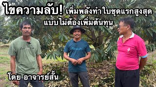 ไขความลับ! ทำไมไม่ตัดแต่งกิ่งทันทีหลังเก็บลูก แต่เก็บแขนงและกิ่งก้านไว้ | อาจารย์สั้น & น้องเล็ก