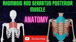 Rhomboid Muscles Serratus Posterior Muscles Muscle Anatomy Back Muscle