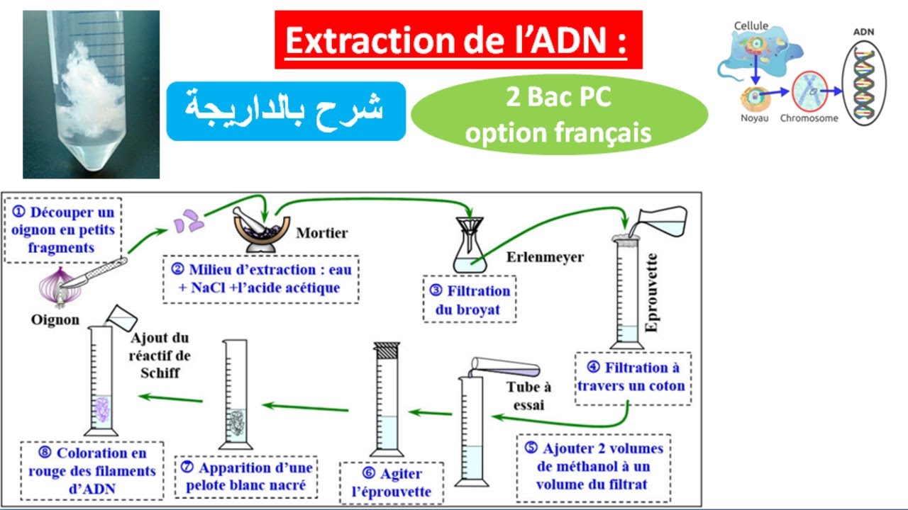 Extraction de l'ADN 2 bac pc option français (شرح بالداريجة) YouTube — free download