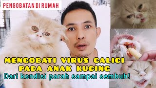 CARA MENGOBATI VIRUS CALICI KUCING SAMPAI SEMBUH  Virus calici kucing bisa sembuh