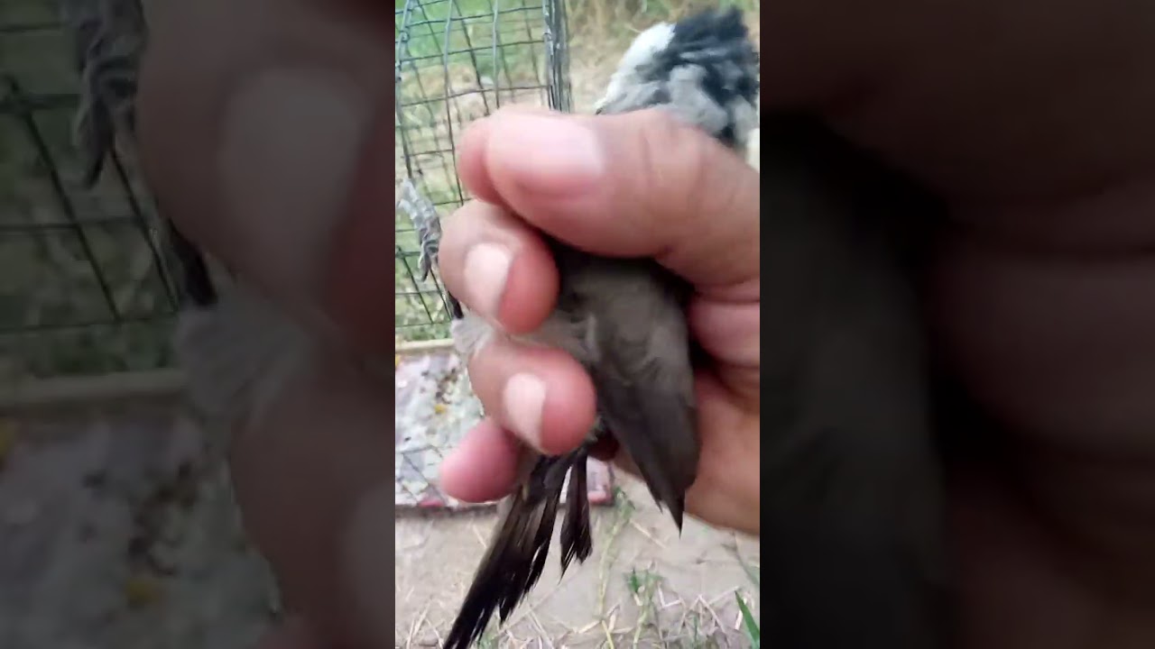 طريقة علاج جناح البلبل المخلوع.. اياد حميد الزعيلي.ناصرية