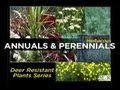 HERBACEOUS ANNUALS & PERENNIALS - Episode 2 Deer Resistant Plants (DRP) Series