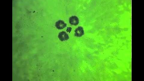 "Micro-robots" team up to act like vacuum cleaner
