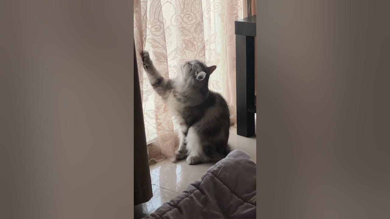 cat claws stuck in curtains YouTube