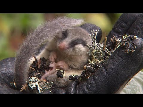 Vídeo: Por que o arganaz está ameaçado de extinção?