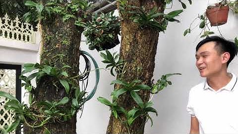 Trồng lan lên cây tự nhiên - những lưu ý khi trồng và chăm sóc