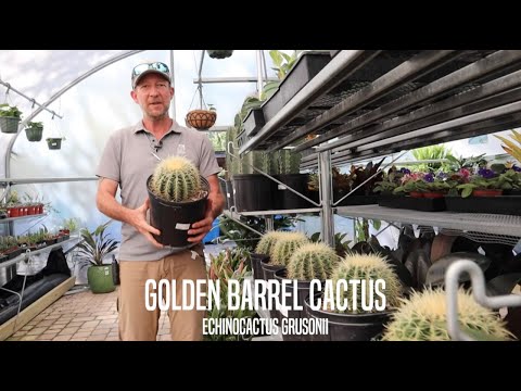 Видео: Баррель кактус хэрхэн амьд үлддэг вэ?