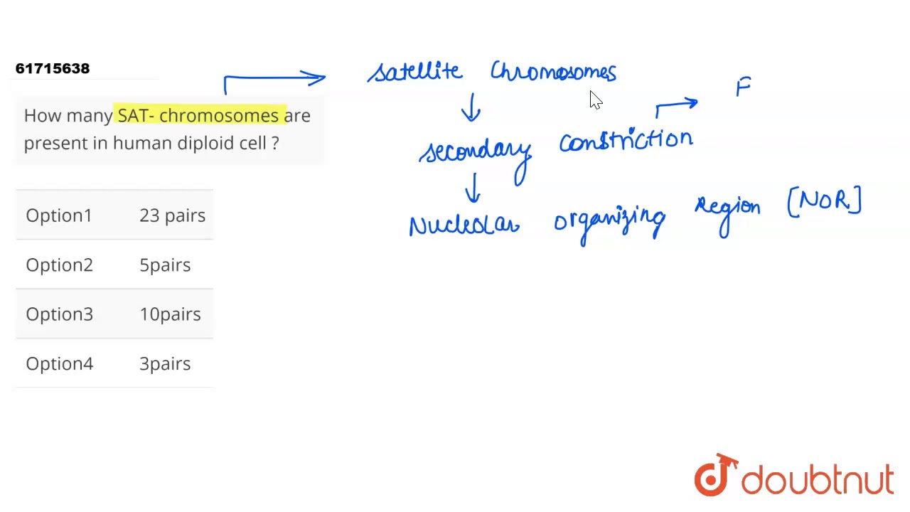 Сколько SAT-хромосом присутствует в диплоидной клетке человека?