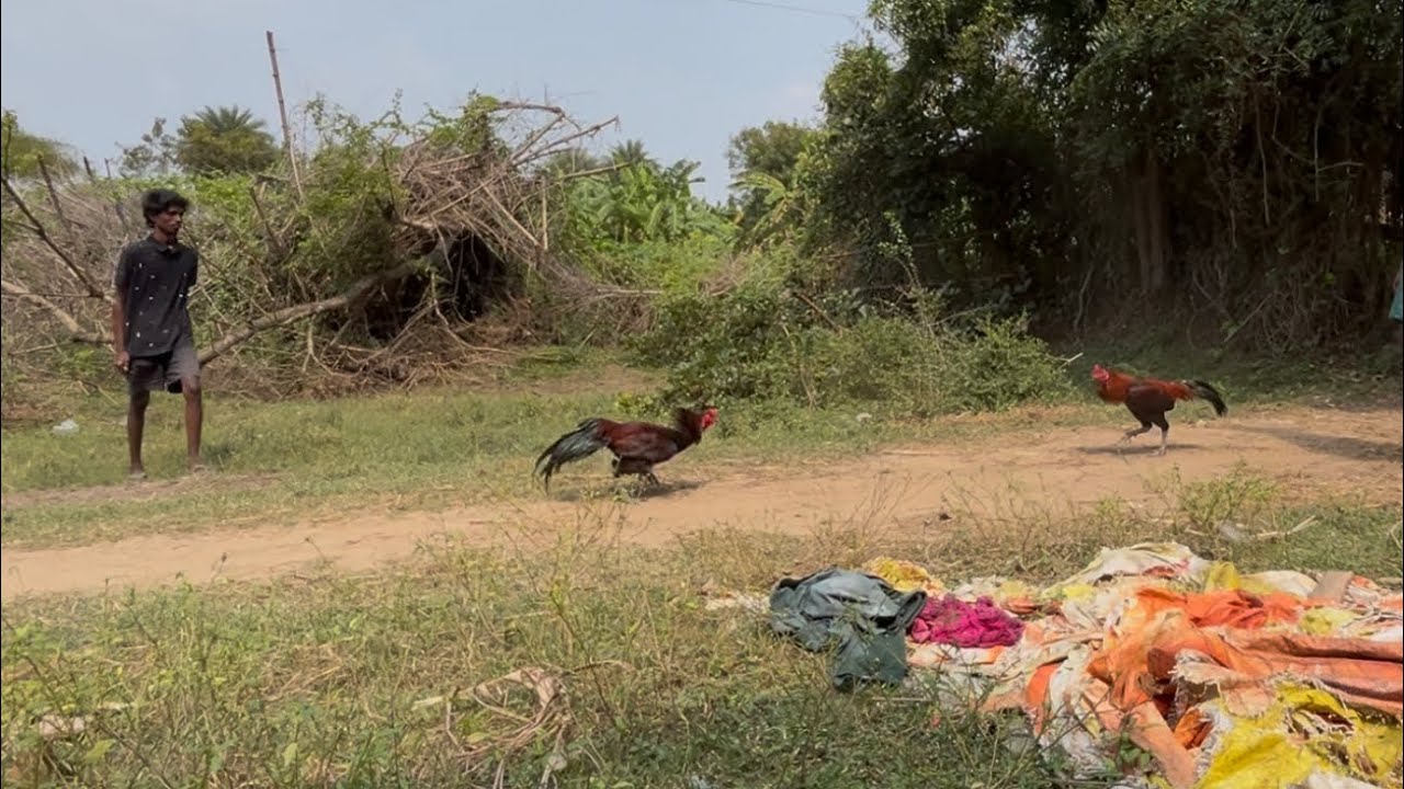 Black Hen breeding and hatching set up