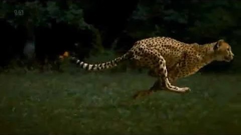 Cheetahs on the Edge