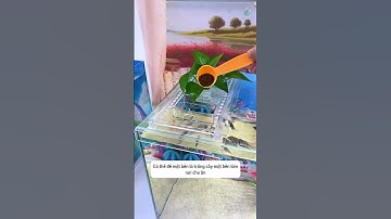 Kệ để đồ đa năng giúp trồng cây và làm nơi cho cá ăn cực tiện lợi #aquatic #shorts