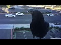 Crow Cawing Outside Window