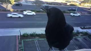 Crow Cawing Outside Window Profile