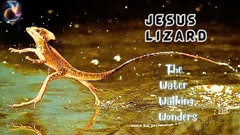 Jesus Lizard| The Water Walking Wonder| Basilisk Lizard