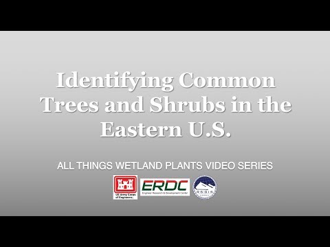 Vídeo: Identificando Folhas de Escama Evergreens – Evergreens Com Folhas de Escama