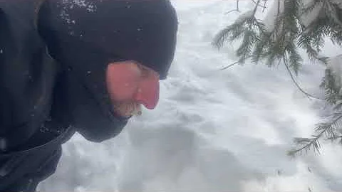 Tracking a Wolverine with Mike Mayernik
