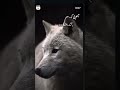 آهوی که به گرگ چشمک می زنه لیاقت نداره سایه شیر بالا سرش باشه آهوی که به گرگ چشمک می زنه لیاقت نداره سایه شیر بالا سرش باشه