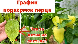 Чем подкормить перец для большого урожая. ЧТО ЗА ПЯТНА НА ЛИСТЬЯХ ПЕРЦА?