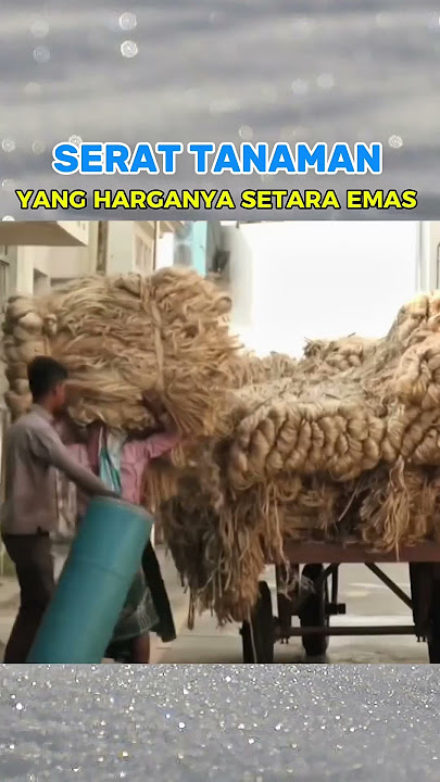 Serat emas #shortsvideo