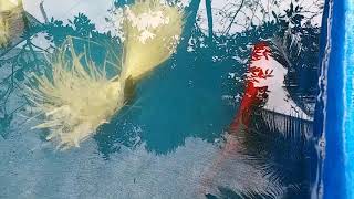 Proses Pemijahan Ikan Komet VS Bokim Di Kolam Rerpal Sederhana