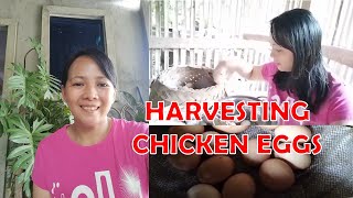HARVESTING RHODE ISLAND CHICKEN EGGS I UPDATE OF OUR CHICKEN AND OTHER ANIMALS I LIFE IN THE FARM