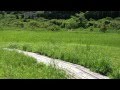 箱根湿生花園 2012年6月 (4) の動画、YouTube動画。