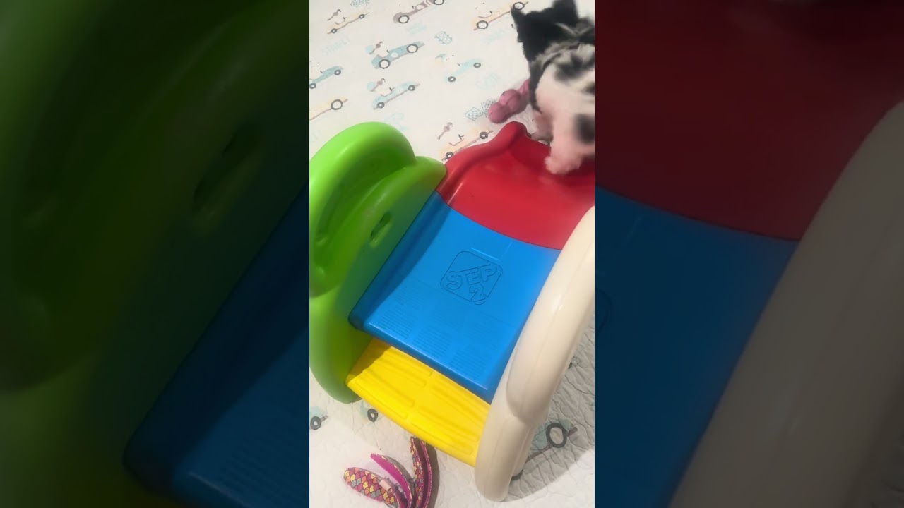 Jack-Jack and Justine…. 10 week old Biewer Terriers… both reserved 🥰