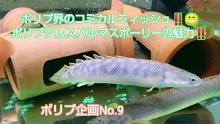ポリプ界のコミカルフィッシュ ポリプテルスパルマスポーリーの魅力 ポリプ企画no 9 Youtube
