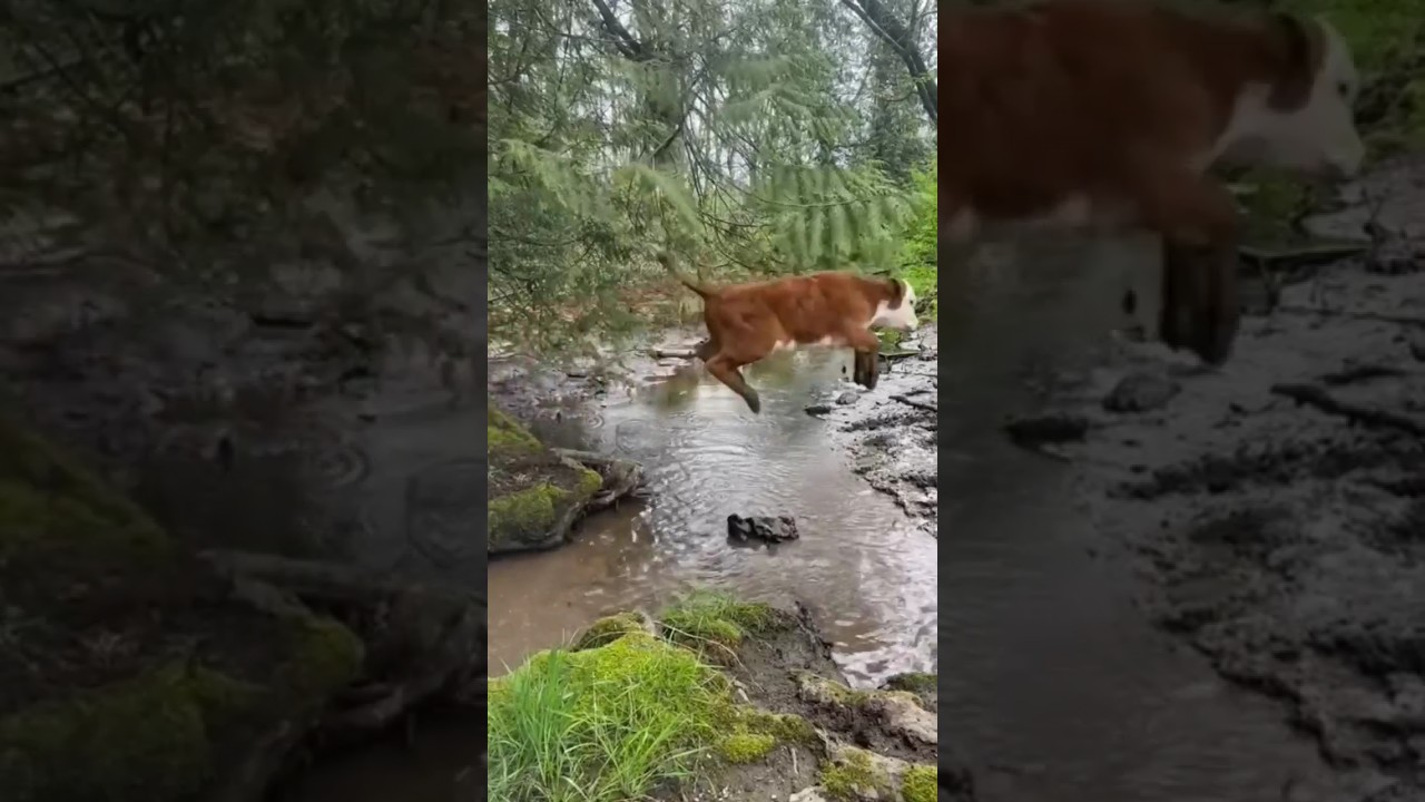 Cows Jumping Over a Stream