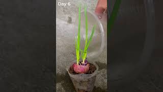 7 days growing purple onions - time lapse #shorts #timelapse