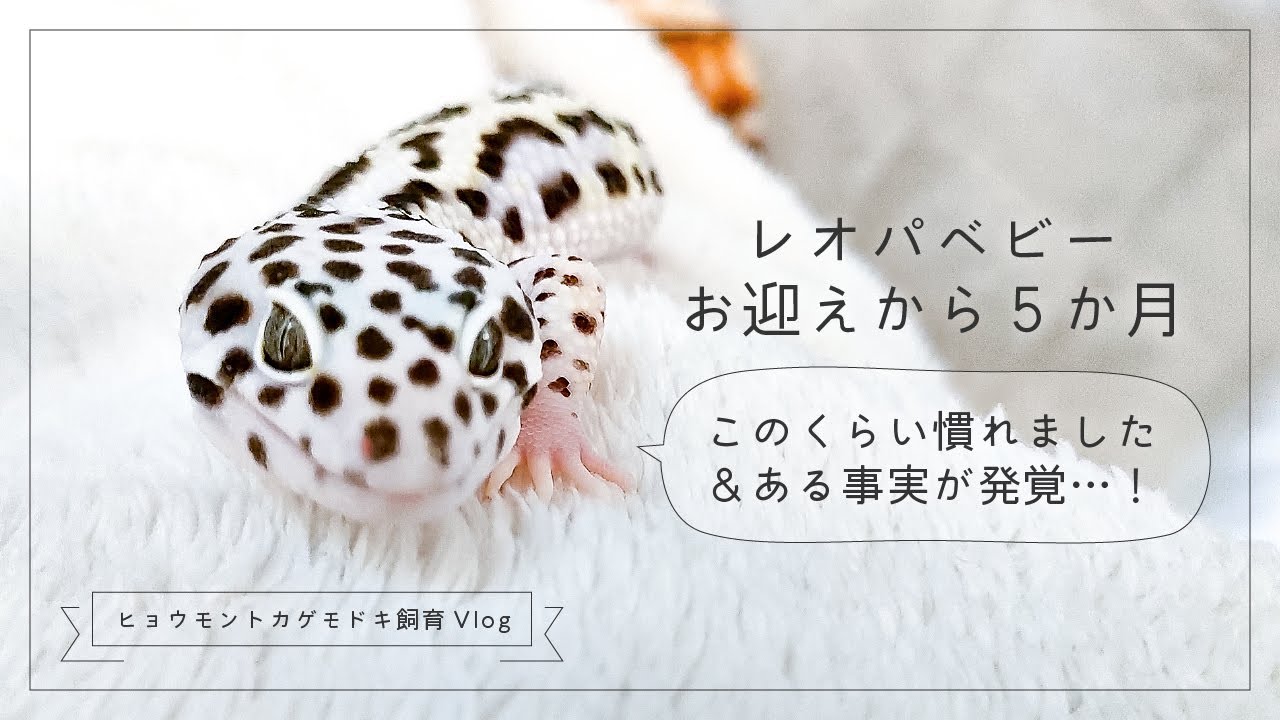 レオパベビーお迎えから５か月！このくらい慣れました＆ある事実が発覚…！【ヒョウモントカゲモドキ飼育Vlog】