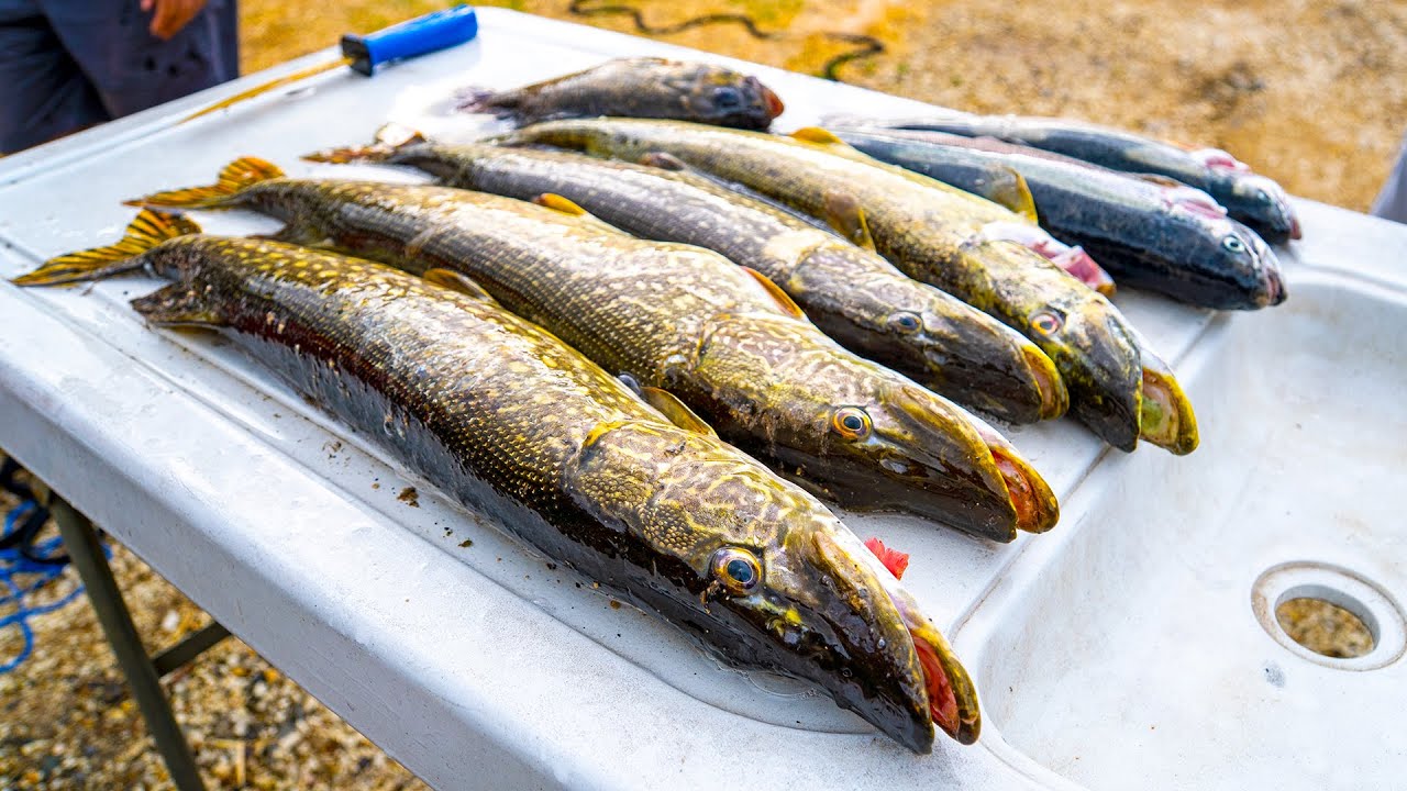 Catch & Cook Northern PIKE Tacos Kayak Fishing the Black Hills South