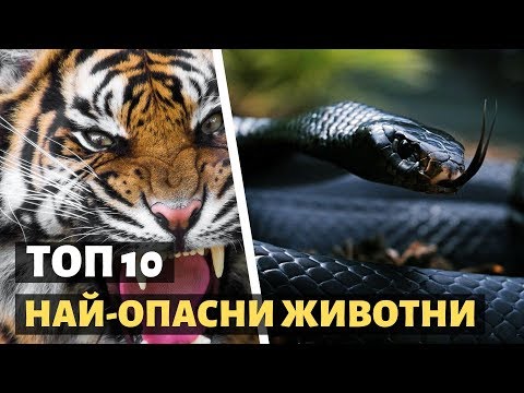 Видео: Кое е най-опасното животно