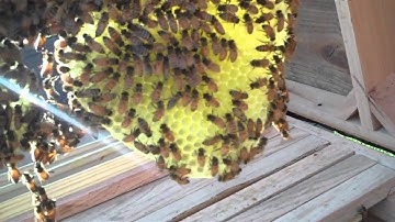 New Top Bar Hive   inspection after 1 month