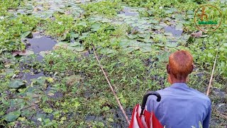 ভুগলি বিলে বড়শী দিয়ে রুই মাছ ধরার দেখুন। asian traditional fishing by village people