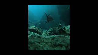 Through Devil's Den!🐟🤿#underwater #fish #scubadiving #diving #springs #shorts #florida #scuba #dive