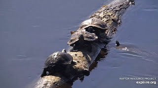 Mississippi River Flyway. Turtles on the log - explore.org 05-08-2024