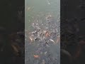 Amazing fishes in ponds| 🐟 🐠 Feedings fish #shortsvideo #youtubeshorts #fishing